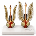 Culex Head Model